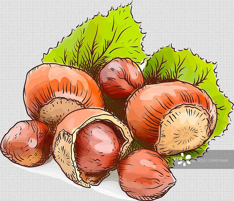 卡通栗子坚果美食图片素材