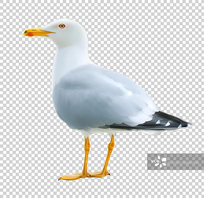 一只白色鸽子图片素材