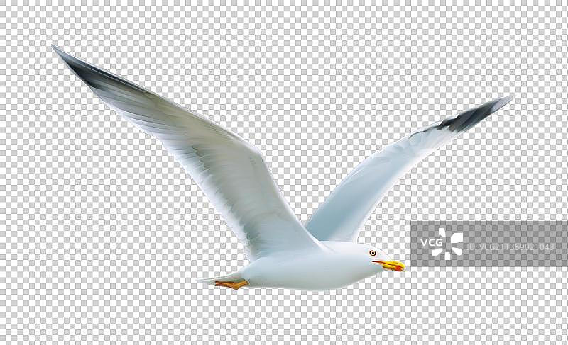 卡通展翅高飞的鸽子图片素材