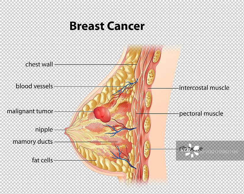 乳房结构医学名称图片素材