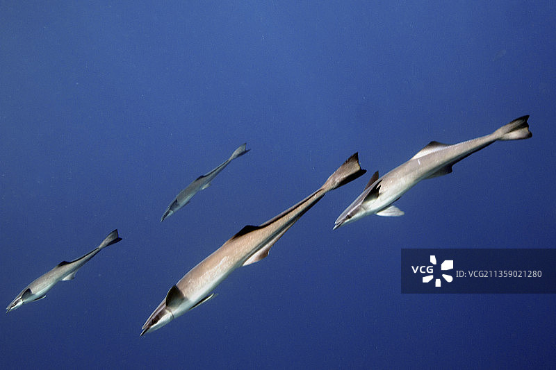 䲟鱼游泳图片素材