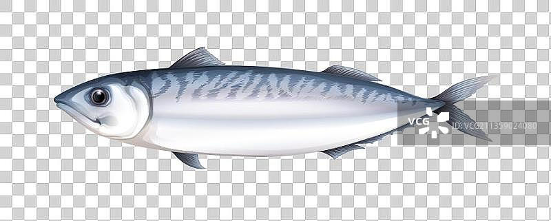 卡通海洋生物鲭图片素材