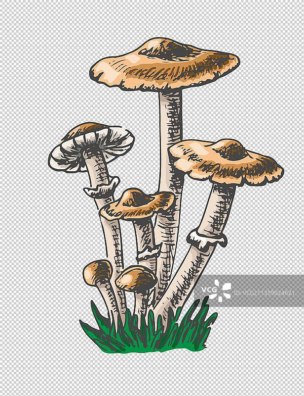 卡通野味蘑菇元素图片素材