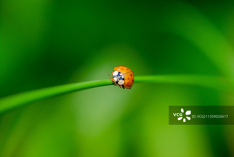 草丛中的七星瓢虫图片素材