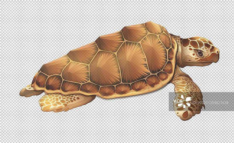 棕色老海龟图片素材