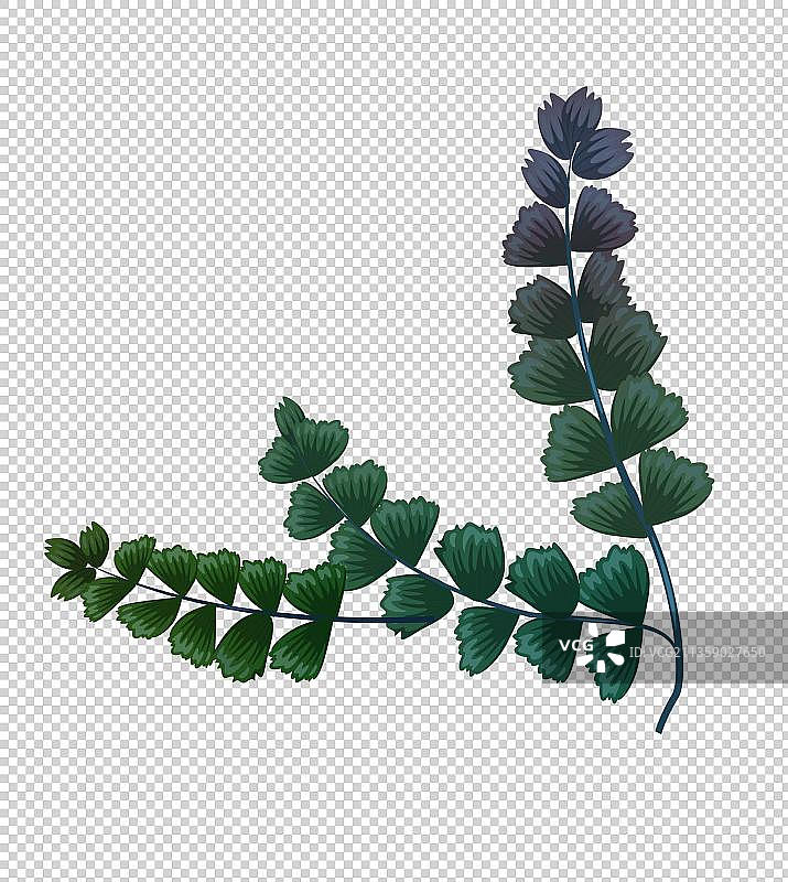 绿色植物扇叶铁线蕨图片素材