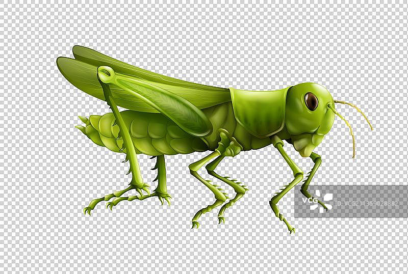 绿色菜虫元素图片素材