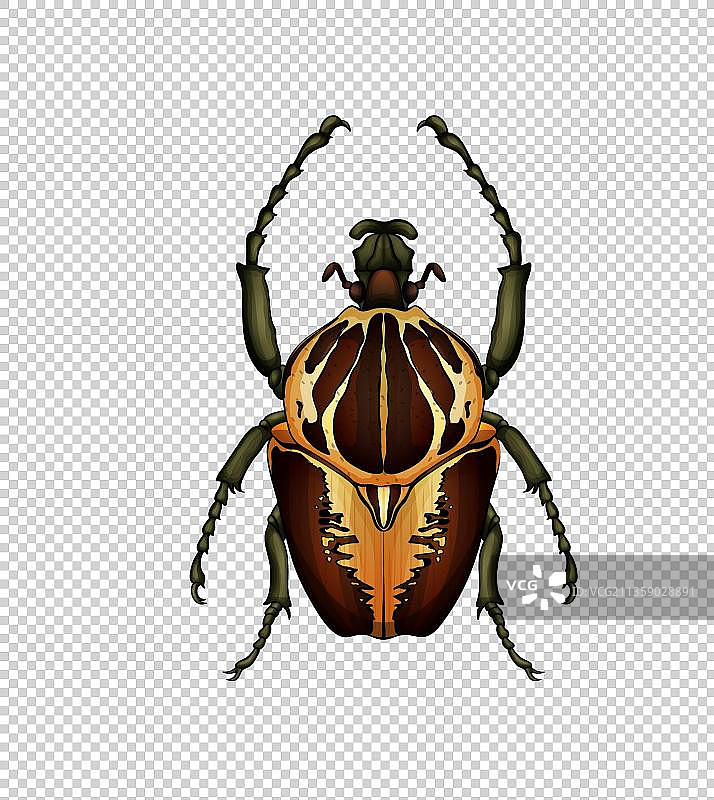 爬行类昆虫图片素材
