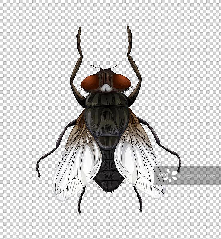 苍蝇图片素材