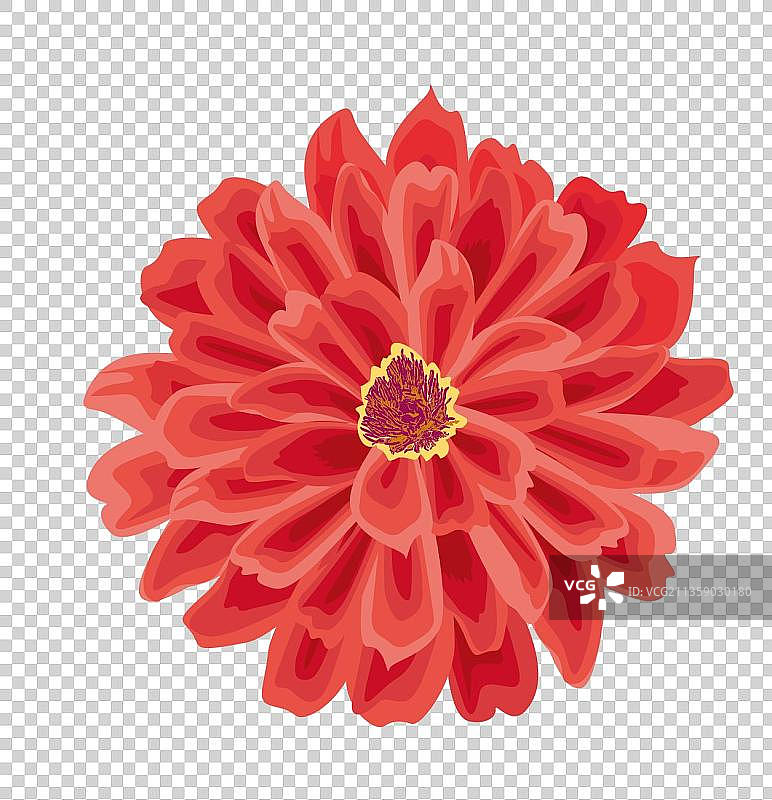 非洲菊图片图片素材