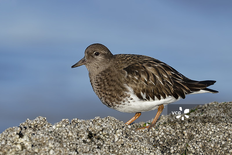 美国布朗角鹬鸟栖息在岩石上特写图片素材