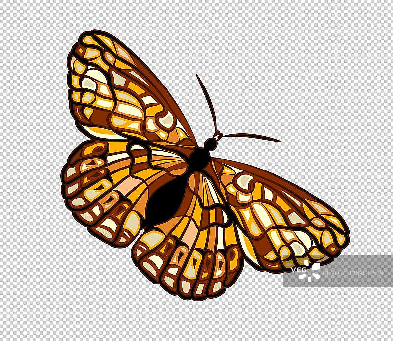 斐豹蛱蝶图片图片素材