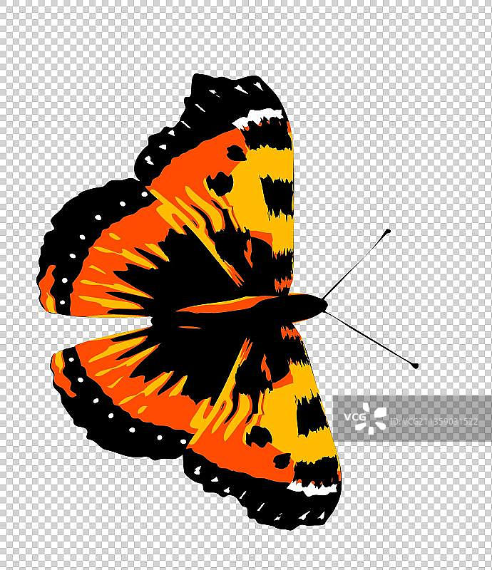 弥环蛱蝶图片图片素材