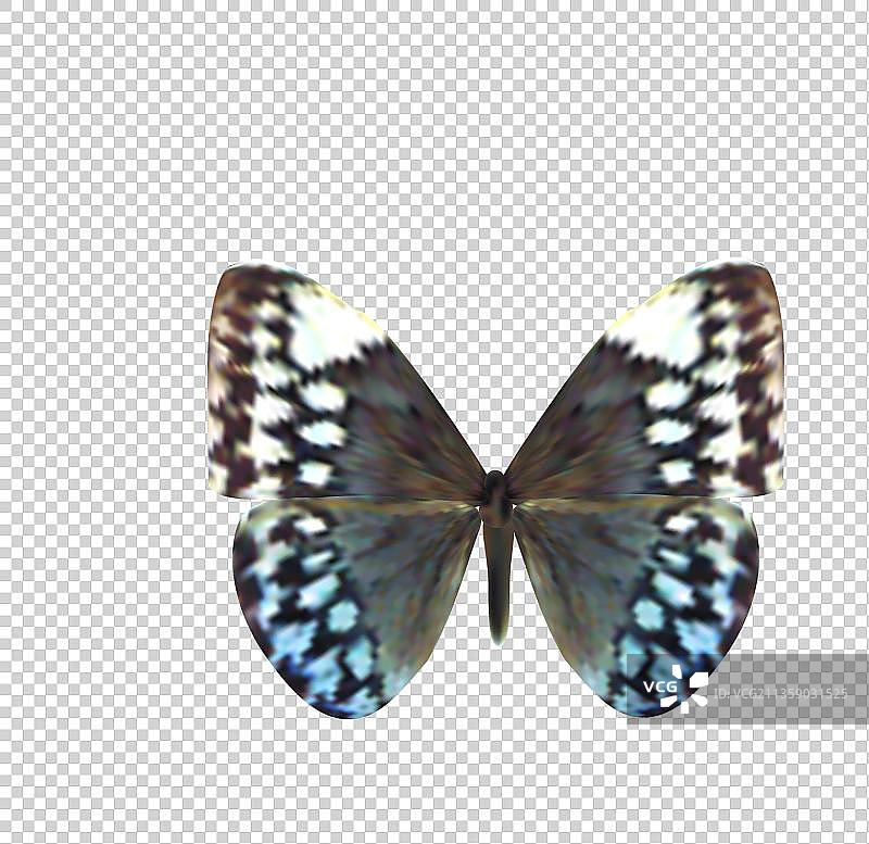 珀翠蛱蝶图片图片素材