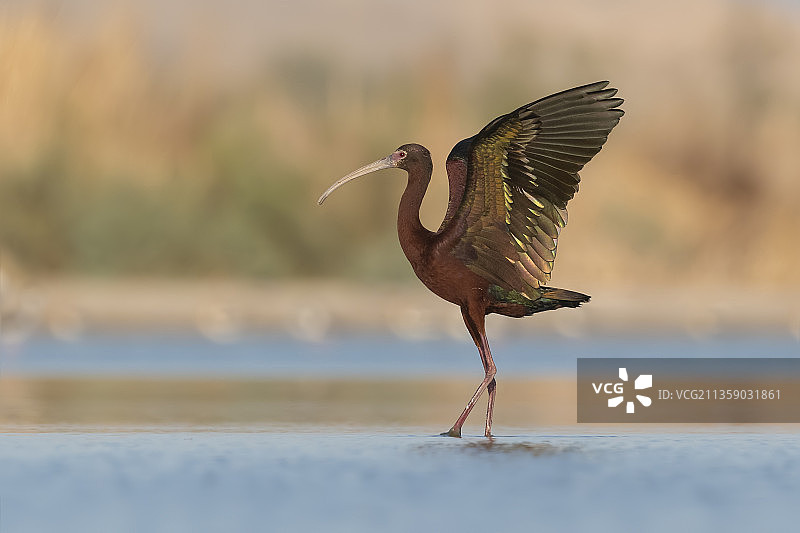 美国加利福尼亚州索尔顿湖上飞翔的朱鹭特写图片素材