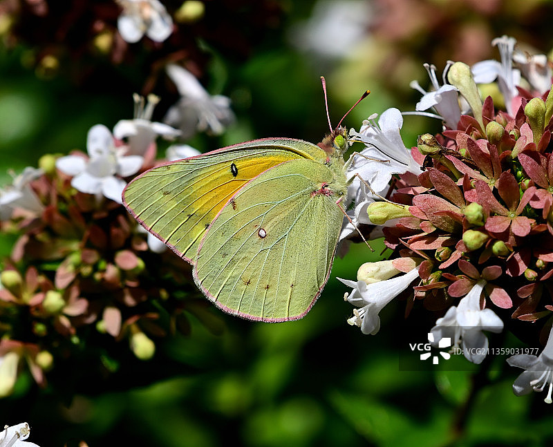 蝴蝶在花上采蜜特写，美国图片素材