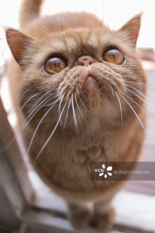 猫看向别处的特写图片素材