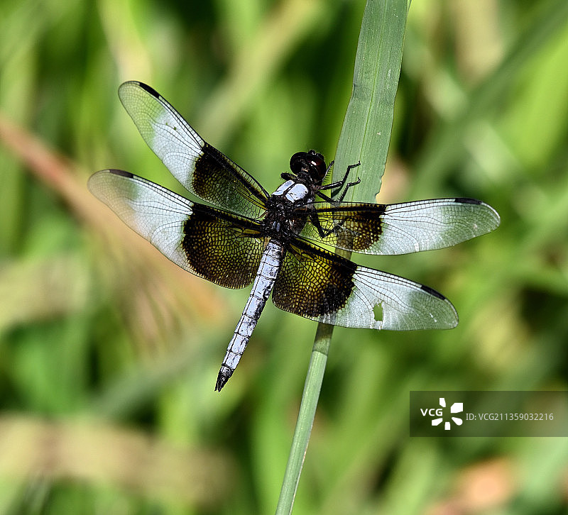 特写：蜻蜓栖息在植物上，美国图片素材
