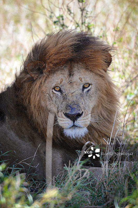 坐于塞伦盖蒂草原的狮子肖像，坦桑尼亚图片素材