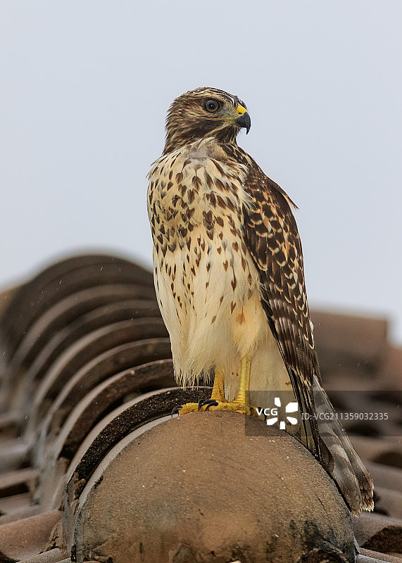 猛禽栖息在木头上的特写，美国佛罗里达州棕榈市图片素材