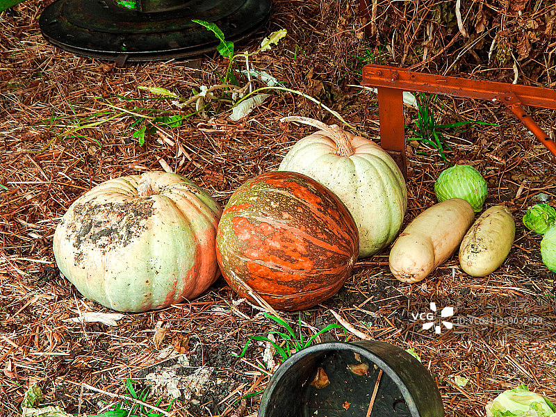 田野里的南瓜高角度视图图片素材