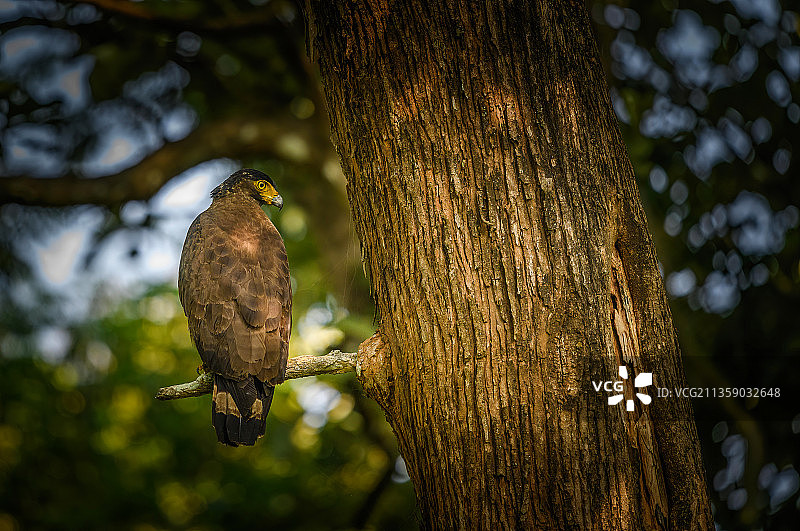 印度纳加尔霍尔国家公园栖息在树上的猛禽图片素材