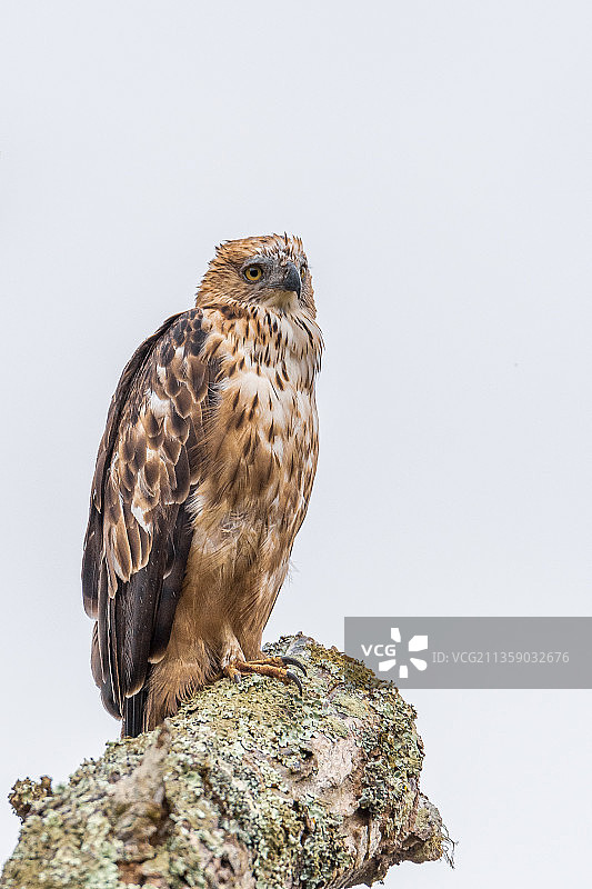 栖息在印度卡纳塔克邦班迪布尔晴朗天空背景下的树枝上的鹰特写图片素材