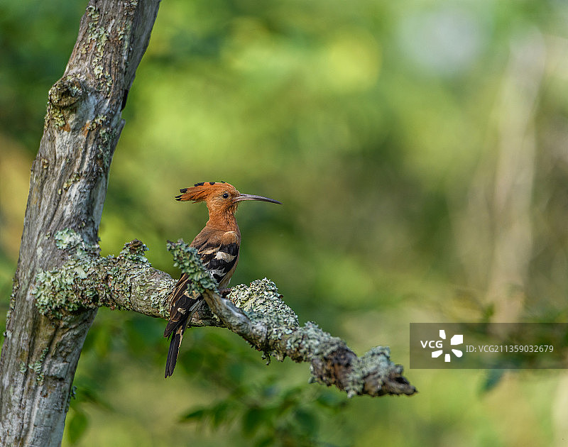 翠鸟，印度卡纳塔克邦班迪布尔图片素材