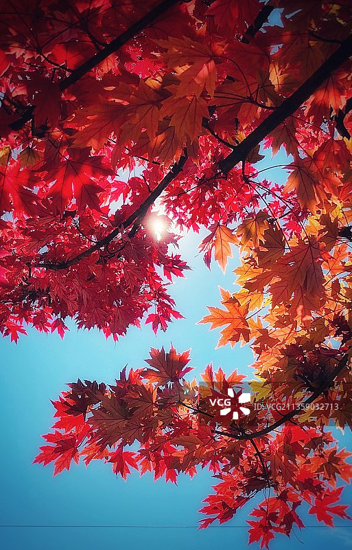 美国北卡罗来纳州：仰视枫树图片素材