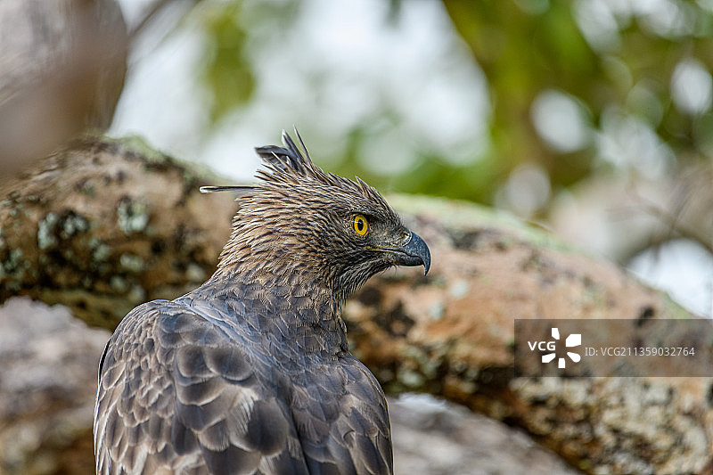 老鹰栖息在树上的特写，维勒珀图国家公园，斯里兰卡图片素材