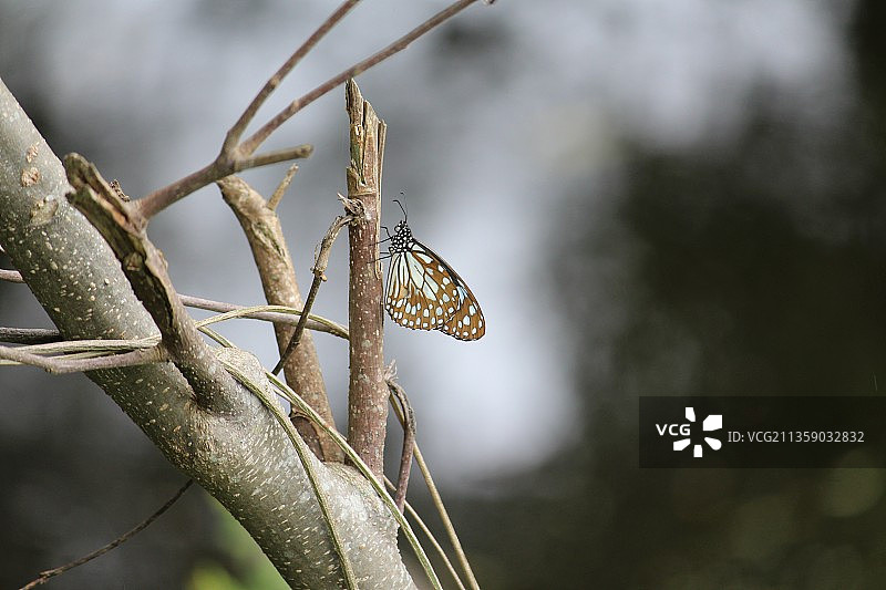 特写小树枝上的蜻蜓图片素材