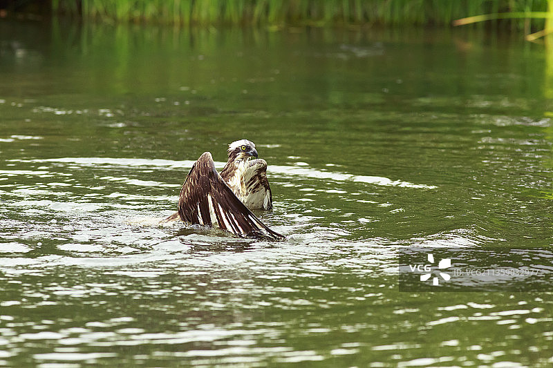 鸬鹚栖息在湖面上特写，芬兰康加萨拉图片素材
