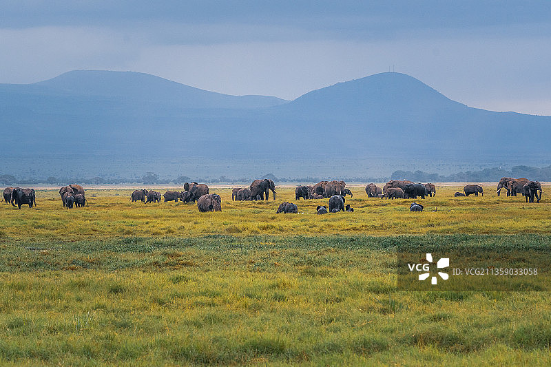 肯尼亚安博塞利国家公园的田野风光图片素材