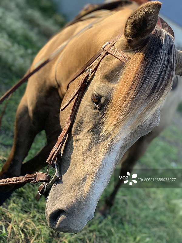 田野里马的特写图片素材