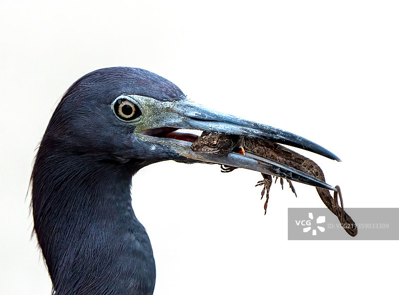 白色背景下的苍鹭特写，美国佛罗里达州坦帕图片素材