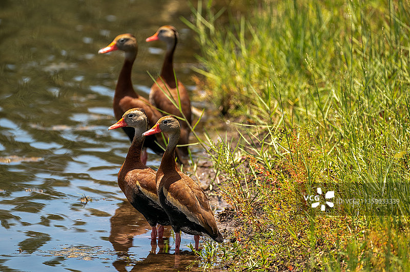 俯视湖中游泳的鸭子，美国佛罗里达州图片素材