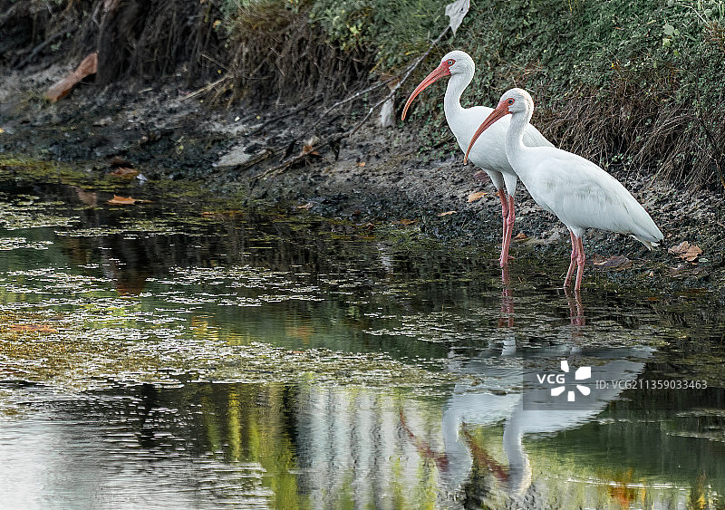 佛罗里达州坦帕市湖中栖息的宜必思图片素材