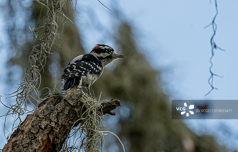 美国佛罗里达州坦帕市，栖息在树上的啄木鸟的仰视视角图片素材