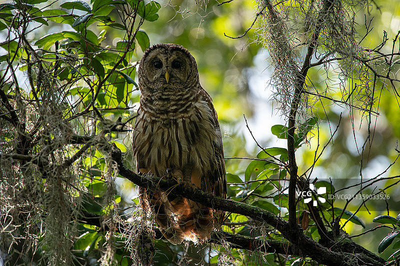 美国佛罗里达州布雷登顿的条纹猫头鹰图片素材