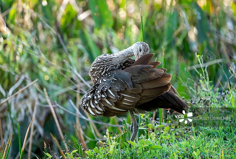 美国佛罗里达州塞米诺尔的田野上的鸭子特写图片素材
