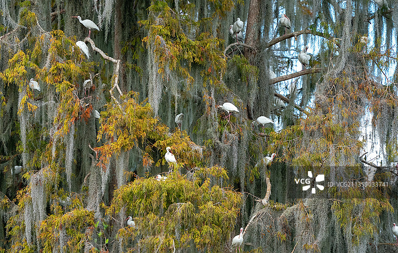 秋季佛罗里达州莱克兰森林的树木图片素材