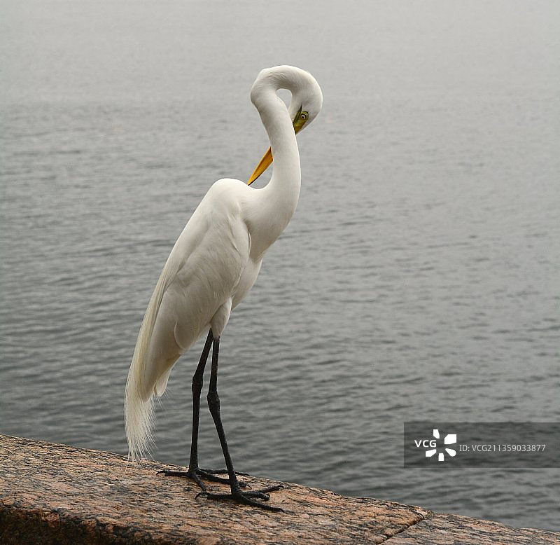 巴西乌尔卡湖中天鹅栖息的特写图片素材