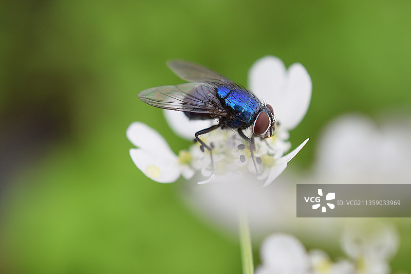 印度马加尔帕塔花朵上的昆虫特写图片素材