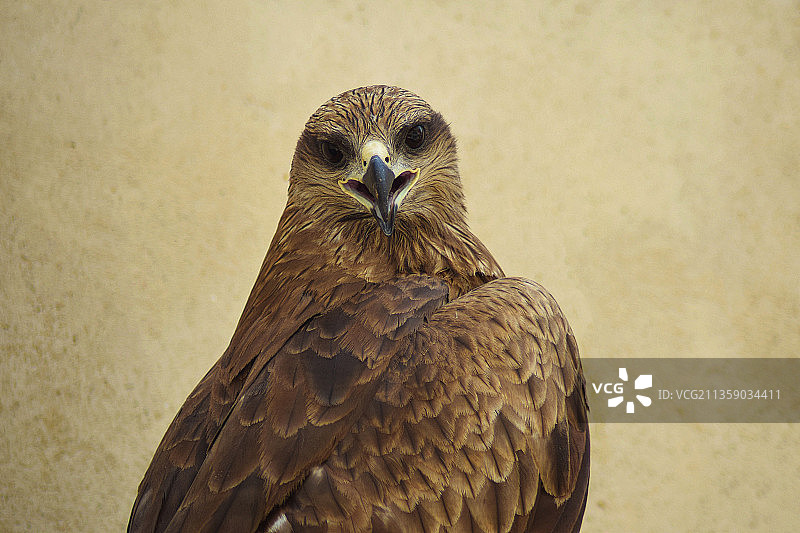 风筝栖息于户外的特写，巴基斯坦卡拉奇图片素材