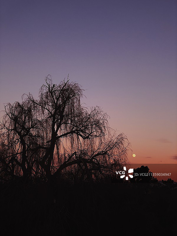 美国加利福尼亚州萨克拉门托日落时分天空下的树木轮廓图片素材