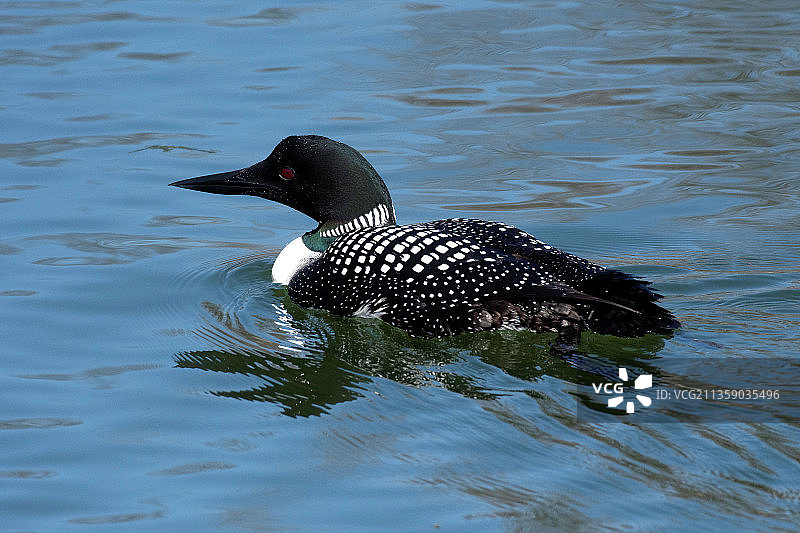 林肯公园动物园自然木板路，湖中游泳的鸭子高角度景观，美国图片素材