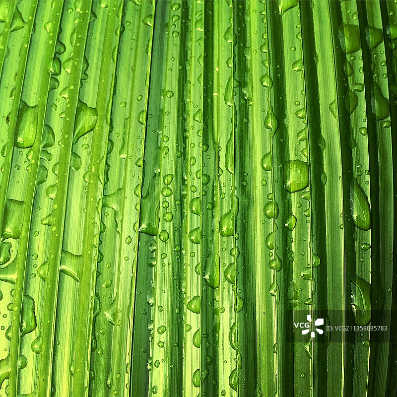 美国绿色叶子全画幅照片图片素材