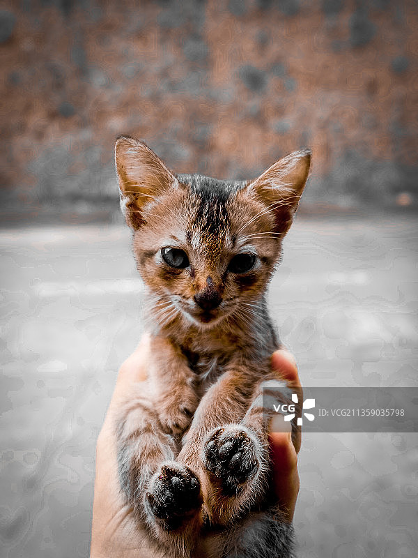 手持小猫的局部照片（菲律宾）图片素材