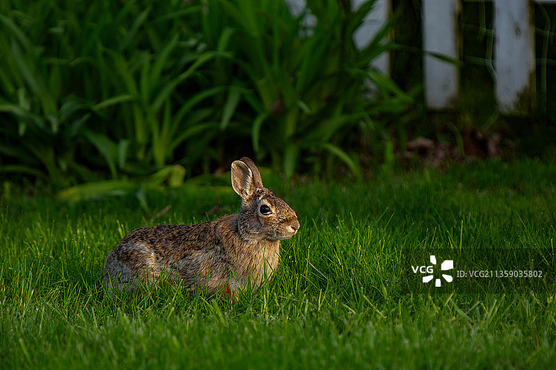 美国密歇根州圣克莱尔海岸的草地上的兔子特写图片素材