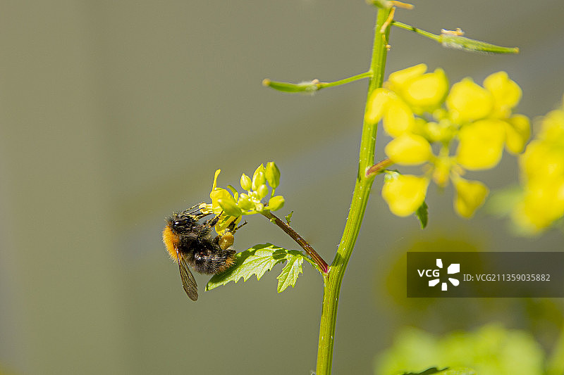 荷兰普尔梅伦德：蜜蜂在黄色花朵上采蜜特写图片素材